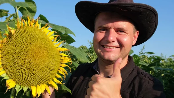 Young Farmer Examines Flowering Sunflower Analyzes Harvest Agronomist Working Yellow — Stockfoto