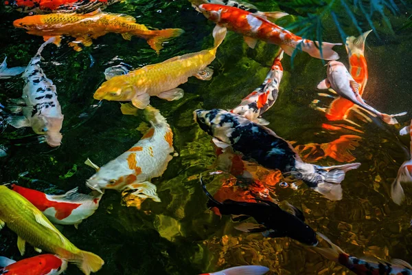 Colorful Koi fish swimming in pond. Water garden.