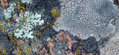Yosun ve yosun bir taşta yetişir. Makro. Lichen Moss taşının arkaplanı