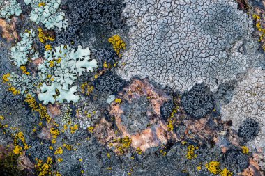 Yosun ve yosun bir taşta yetişir. Makro. Lichen Moss taşının arkaplanı