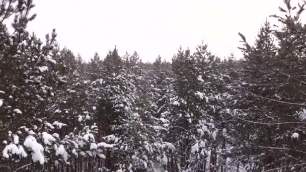Slow descending aerial shot of winter forest with snow covered trees — Stock Video