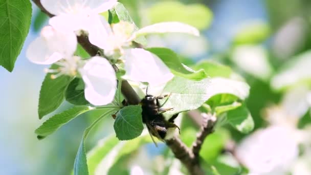 Бджолоїдки лазять по листку. Час весни. Бджола на яблуні зблизька.. — стокове відео