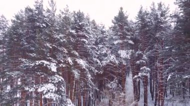 Soğuk kış manzarasında destansı karlı ormanın üzerinde gökyüzüne doğru yavaşça uçuyor.