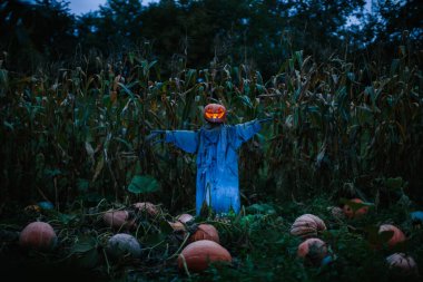 Gecenin bir yarısı mısır tarlasında korkunç bir balkabağı korkuluğu. Cadılar Bayramı konsepti.