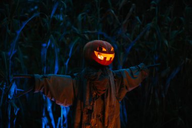 Gecenin bir yarısı mısır tarlasında korkunç bir balkabağı korkuluğu. Cadılar Bayramı konsepti.