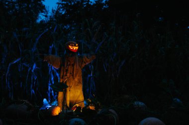 Gecenin bir yarısı mısır tarlasında korkunç bir balkabağı korkuluğu. Cadılar Bayramı konsepti.