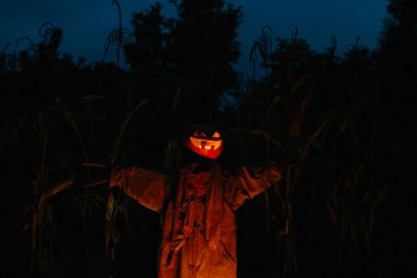 Gecenin bir yarısı mısır tarlasında korkunç bir balkabağı korkuluğu. Cadılar Bayramı konsepti.
