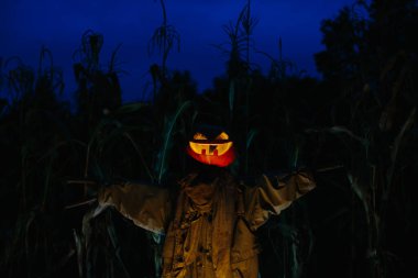 Gecenin bir yarısı mısır tarlasında korkunç bir balkabağı korkuluğu. Cadılar Bayramı konsepti.