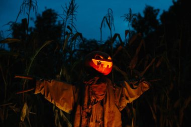 Gecenin bir yarısı mısır tarlasında korkunç bir balkabağı korkuluğu. Cadılar Bayramı konsepti.