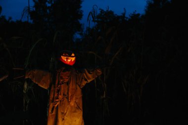 Gecenin bir yarısı mısır tarlasında korkunç bir balkabağı korkuluğu. Cadılar Bayramı konsepti.