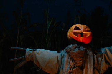 Gecenin bir yarısı mısır tarlasında korkunç bir balkabağı korkuluğu. Cadılar Bayramı konsepti.