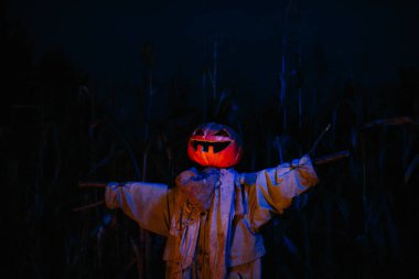 Gecenin bir yarısı mısır tarlasında korkunç bir balkabağı korkuluğu. Cadılar Bayramı konsepti.