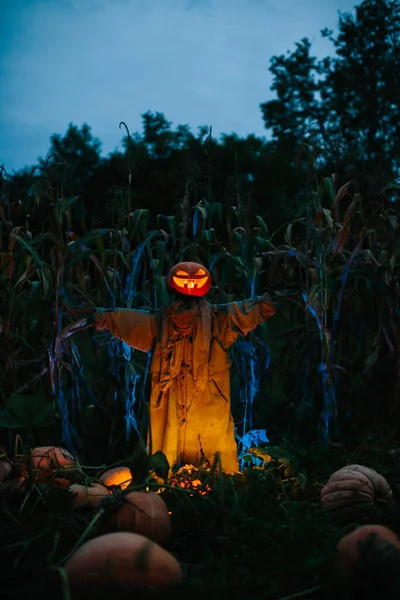 Страшное Тыквенное Пугало Кукурузном Поле Ночью Идея Праздника Хэллоуин — стоковое фото