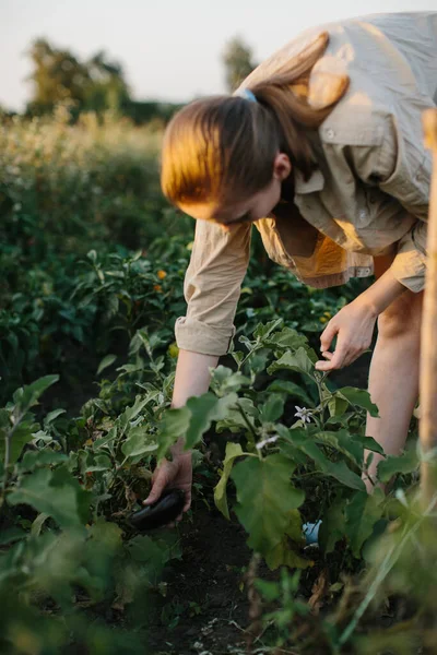 女の子の農家は熟したナスを摘み取ります 農家は庭で熟した野菜を収穫する — ストック写真