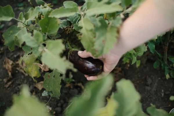 Μια Αγρότισσα Μαδάει Ώριμες Μελιτζάνες Ένας Αγρότης Θερίζει Ώριμα Λαχανικά — Φωτογραφία Αρχείου