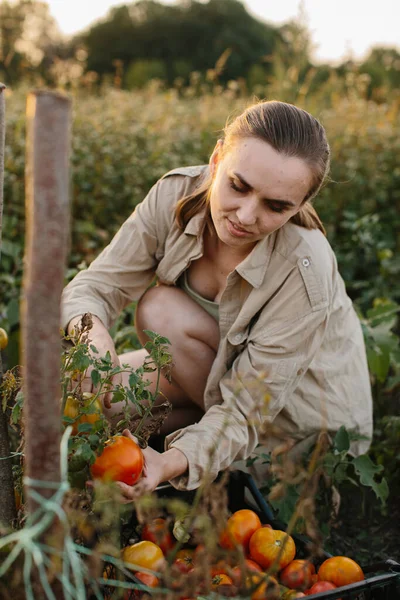 The farmer girl harvests tomatoes in the garden.