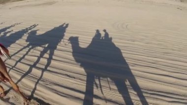 Los Cabos 'un çölündeki kumsalda deve gölgeleri. 
