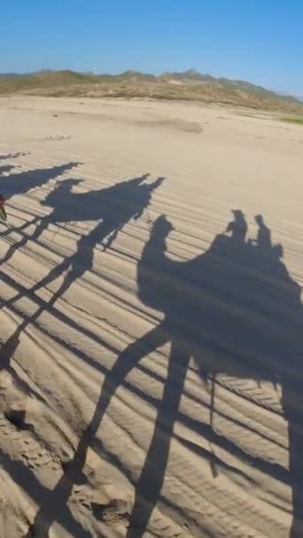 Skuggor Kameler Sanden Öknen Vid Havet Los Cabos Mexico — Stockvideo