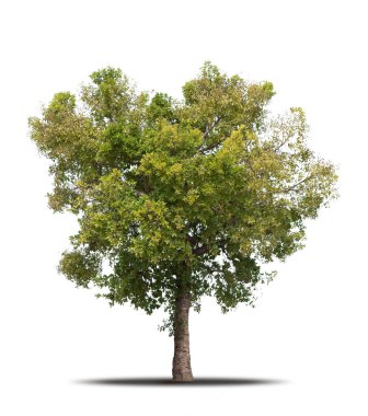 Yüksek kaliteli kırpma maskesinde gölgesi olan beyaz arka planda izole edilmiş ağaç, reklam tasarımı ve grafik dekorasyonu için kullanılan tropikal ağaç