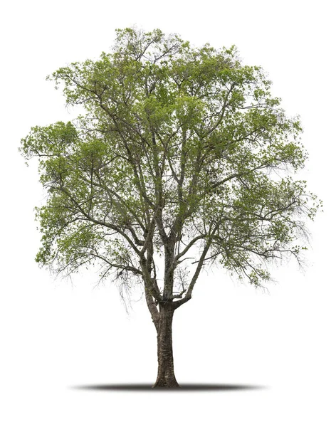 Дерево Ізольоване Білому Тлі Реалістичне Тіні Високоякісній Відсічній Масці Тропічне — стокове фото