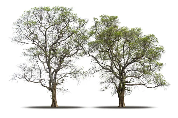 Дерево Ізольоване Білому Тлі Реалістичне Тіні Високоякісній Відсічній Масці Тропічне — стокове фото
