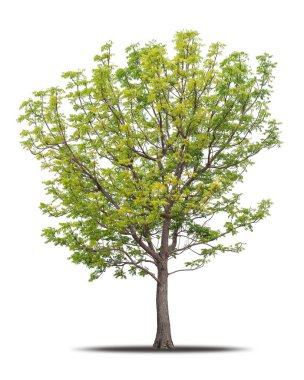 Yüksek kaliteli kırpma maskesinde gölgesi olan beyaz arka planda izole edilmiş ağaç, reklam tasarımı ve grafik dekorasyonu için kullanılan tropikal ağaç