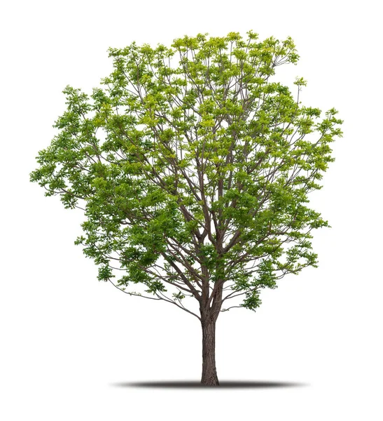 Дерево Изолировано Белом Фоне Реалистично Тенью Высококачественной Обрезке Маски Тропическое — стоковое фото
