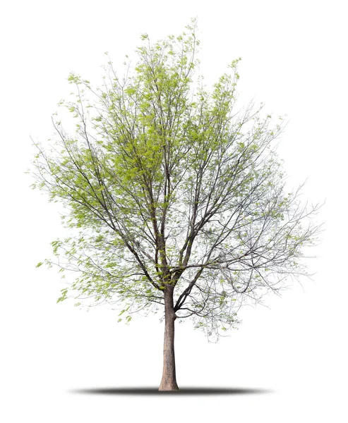 Árvore Isolada Fundo Branco Realista Com Sombra Máscara Recorte Alta — Fotografia de Stock