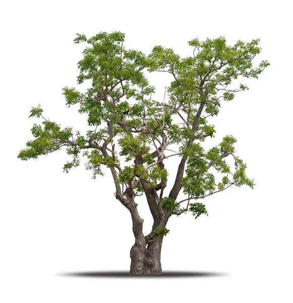 Baum Isoliert Auf Weißem Hintergrund Realistisch Mit Schatten Hochwertiger Clipping — Stockfoto