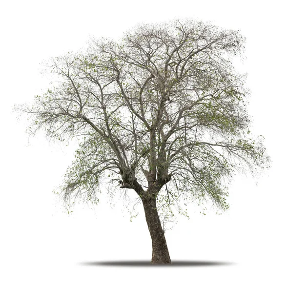 Δέντρο Απομονωμένο Λευκό Φόντο Ρεαλιστικό Σκιά Υψηλής Ποιότητας Μάσκα Κοπής — Φωτογραφία Αρχείου