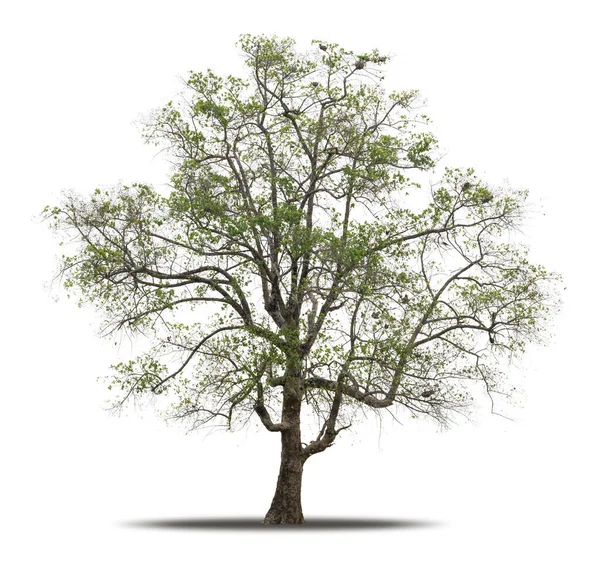 Baum Isoliert Auf Weißem Hintergrund Realistisch Mit Schatten Hochwertiger Clipping — Stockfoto