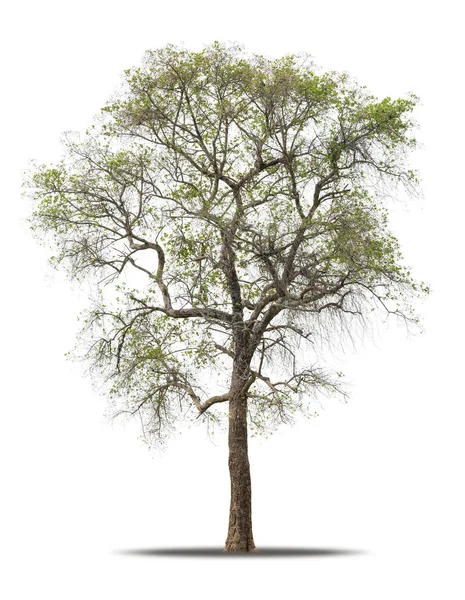 Strom Izolovaný Bílém Pozadí Realistický Stínem Vysoce Kvalitní Stříhací Masce — Stock fotografie
