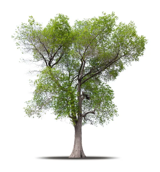 Drzewo Odizolowane Białym Tle Realistyczne Cieniem Wysokiej Jakości Masce Tnącej — Zdjęcie stockowe