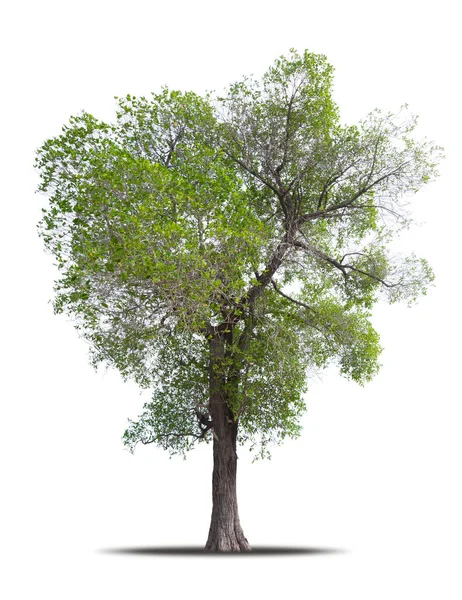 在白色背景上隔离的树 现实的 阴影在高品质的剪贴面 热带树用于广告设计和图形装饰 — 图库照片#
