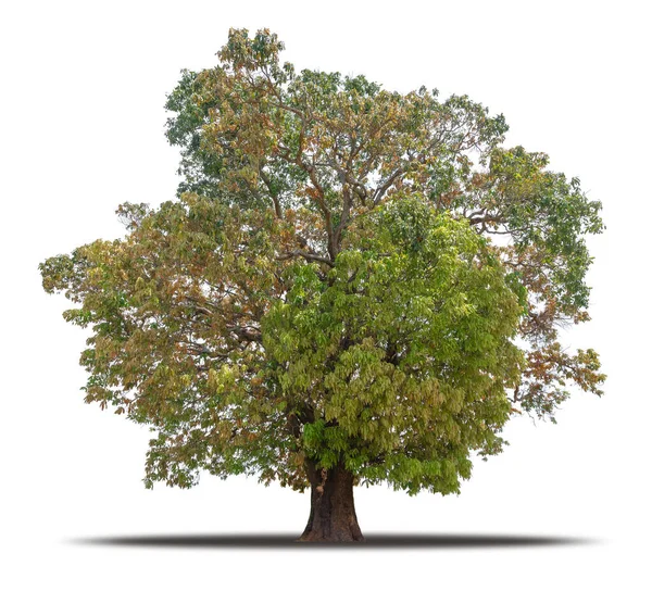 Árvore Isolada Fundo Branco Com Caminho Recorte Pronto Para Usar — Fotografia de Stock