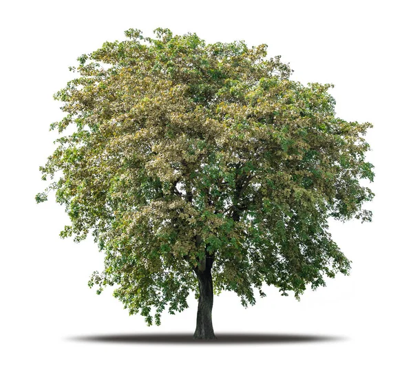 Tree Isolated White Background Clipping Path Realistic Shadow Environment Tropical —  Fotos de Stock