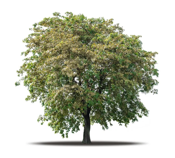 Tree Isolated White Background Clipping Path Realistic Shadow Environment Tropical — Zdjęcie stockowe