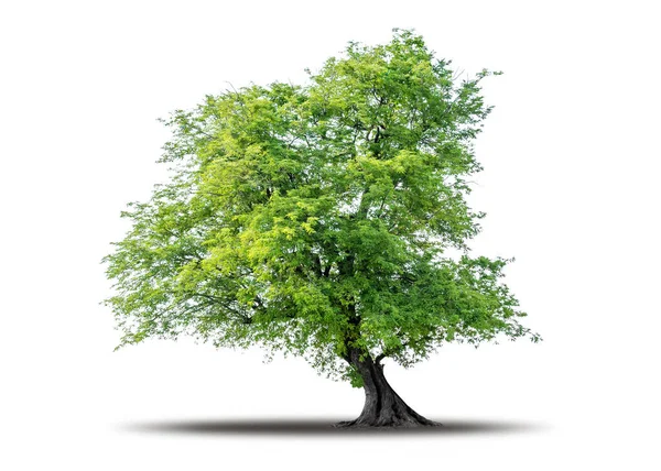Tree Isolated White Background Clipping Path Realistic Shadow Environment Tropical — Zdjęcie stockowe