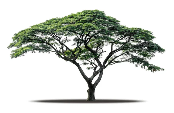 Дерево Ізольоване Білому Тлі Відсічним Контуром Реалістичне Тіньовим Середовищем Тропічне — стокове фото