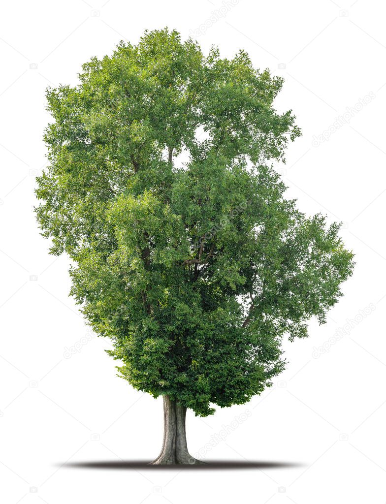 Tree isolated on white background with clipping path, Realistic with shadow environment, Tropical tree cut out high quality for advertising design and graphic decoration, Nature element single object