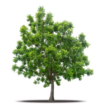 Tree isolated on white background with clipping path, Realistic with shadow environment, Tropical tree cut out high quality for advertising design and graphic decoration, Nature element single object