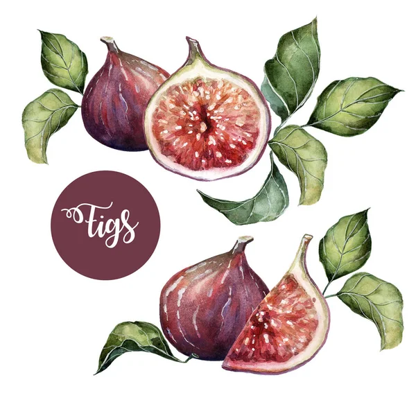 Two Illustrations Purple Figs Half Figs Watercolor White Background — Stock Photo, Image