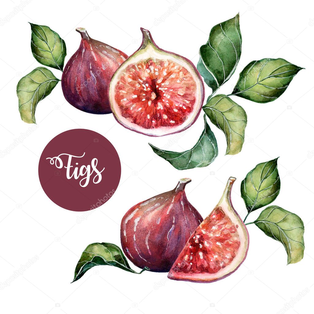 Two illustrations with purple figs and half figs in watercolor on a white background.
