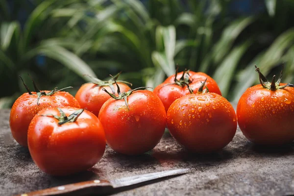 Frische Rote Tomaten Rohe Früchte Zum Kochen Gesunde Früchte — Stockfoto