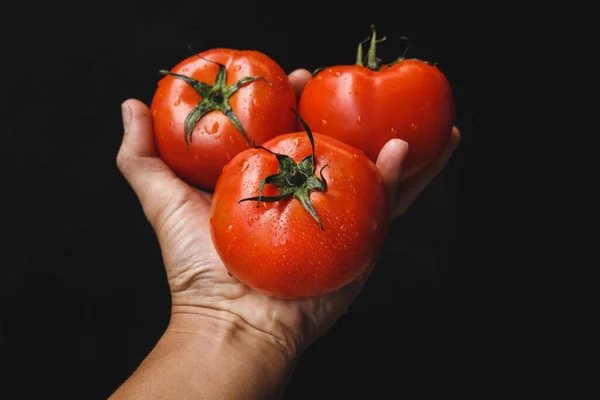 Frische Rote Tomaten Rohe Früchte Zum Kochen Gesunde Früchte Stockfoto