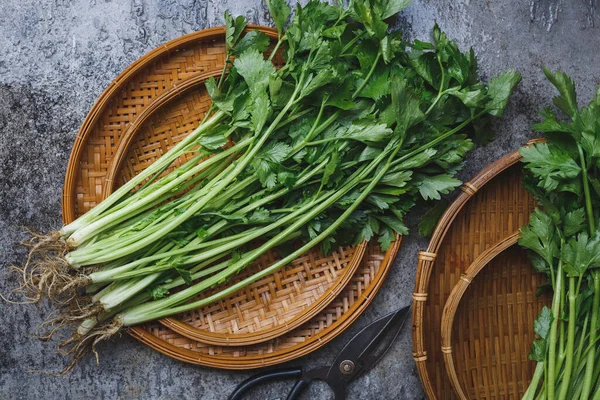 Frische Sellerieblätter Gewürz Zum Kochen Stockbild