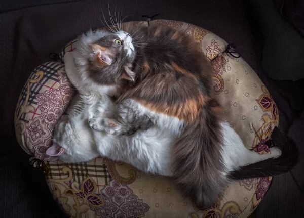Dos Gatos Abrazando Mentira Sofá Vista Superior —  Fotos de Stock