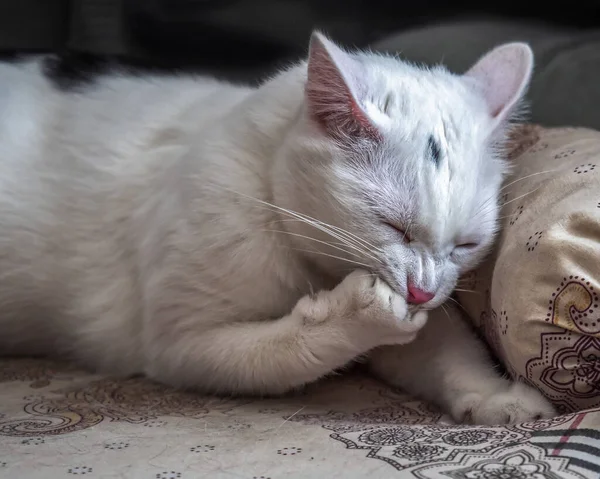 Vit katt tvättar medan han ligger på sin soffa för katter — Stockfoto