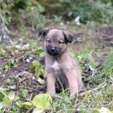 Bahçedeki çimlerin üzerinde oturan küçük sevimli köpek yavrusu.