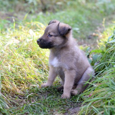 Bahçedeki çimlerin üzerinde oturan küçük sevimli köpek yavrusu.